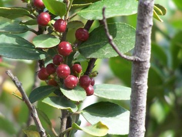Rhamnus alaternus / Ranno lanterno